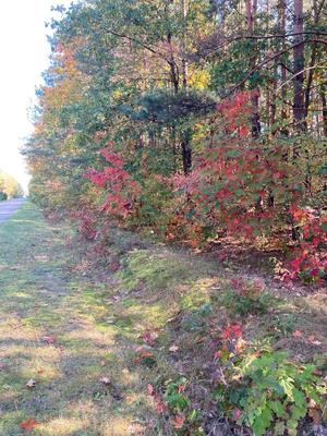 Lass obok, którego przebiega droga